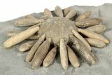 Jurassic Club Urchin (Gymnocidaris) - Boulmane, Morocco #194851-1